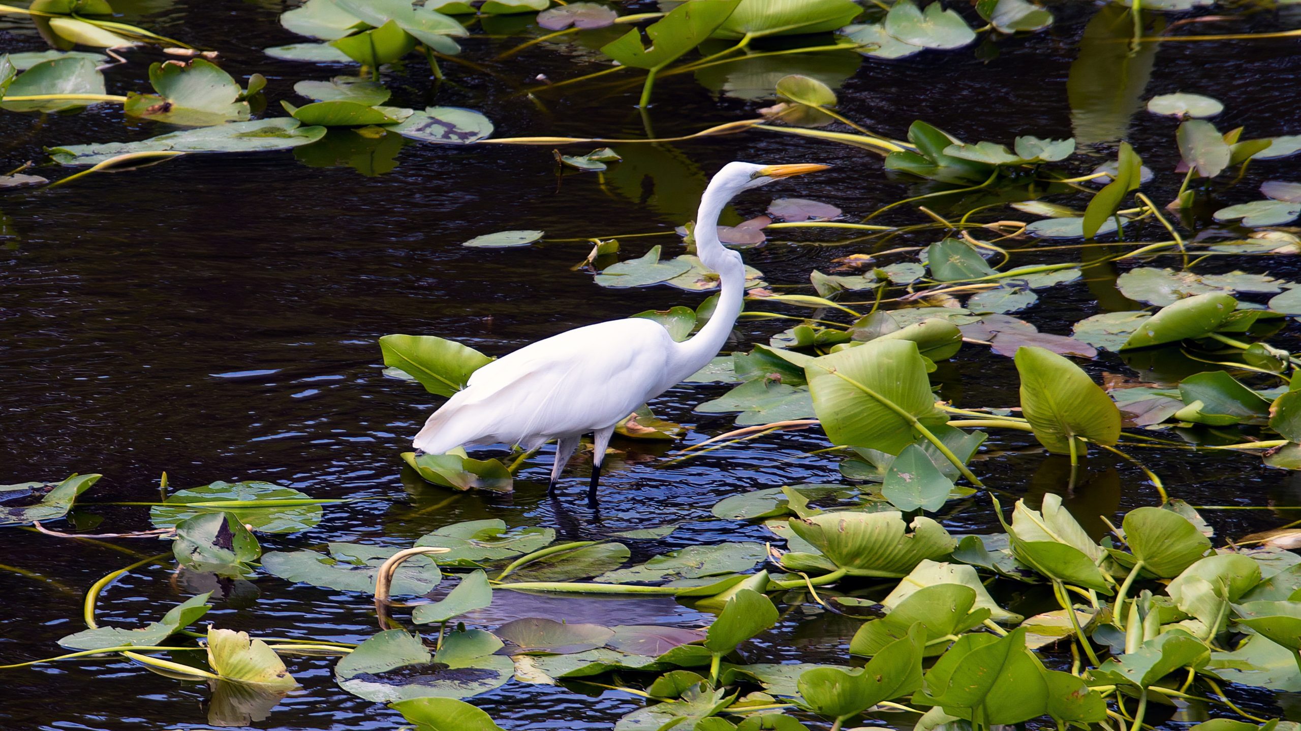 Four Mile Cove Ecological Preserve Parking