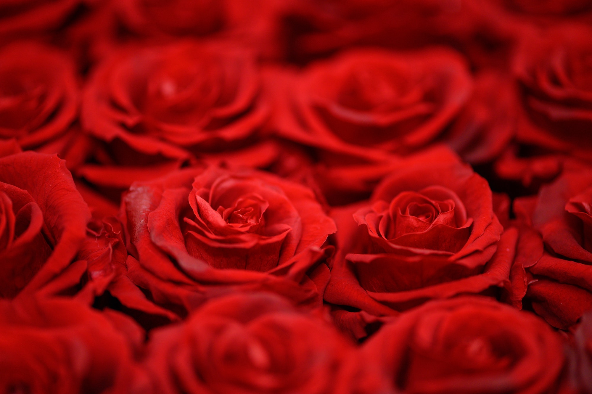 Enjoy These Romantic Things to Do in Cape Coral this Valentine’s Day!