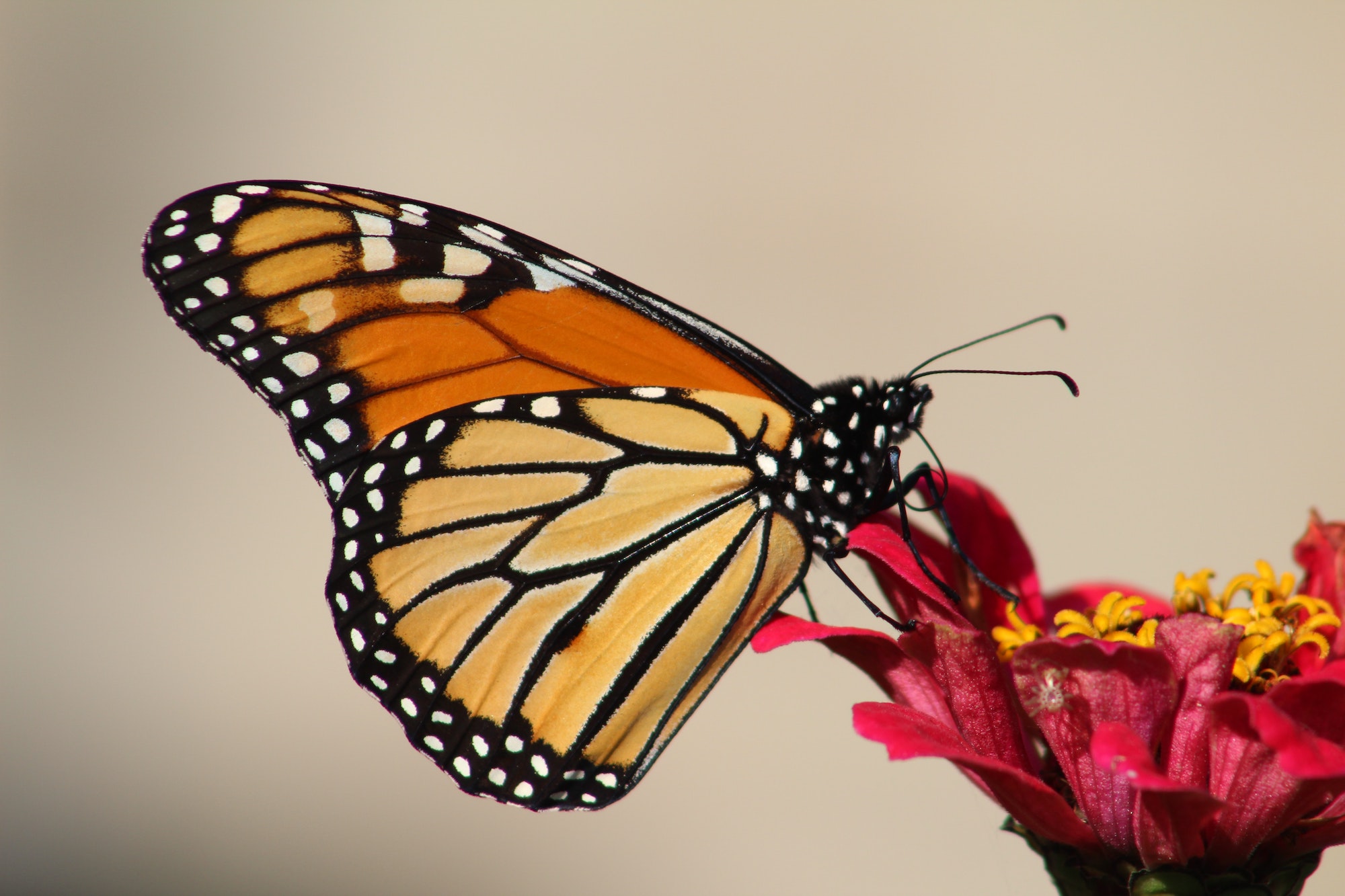 Photo of a butterfly on a flower