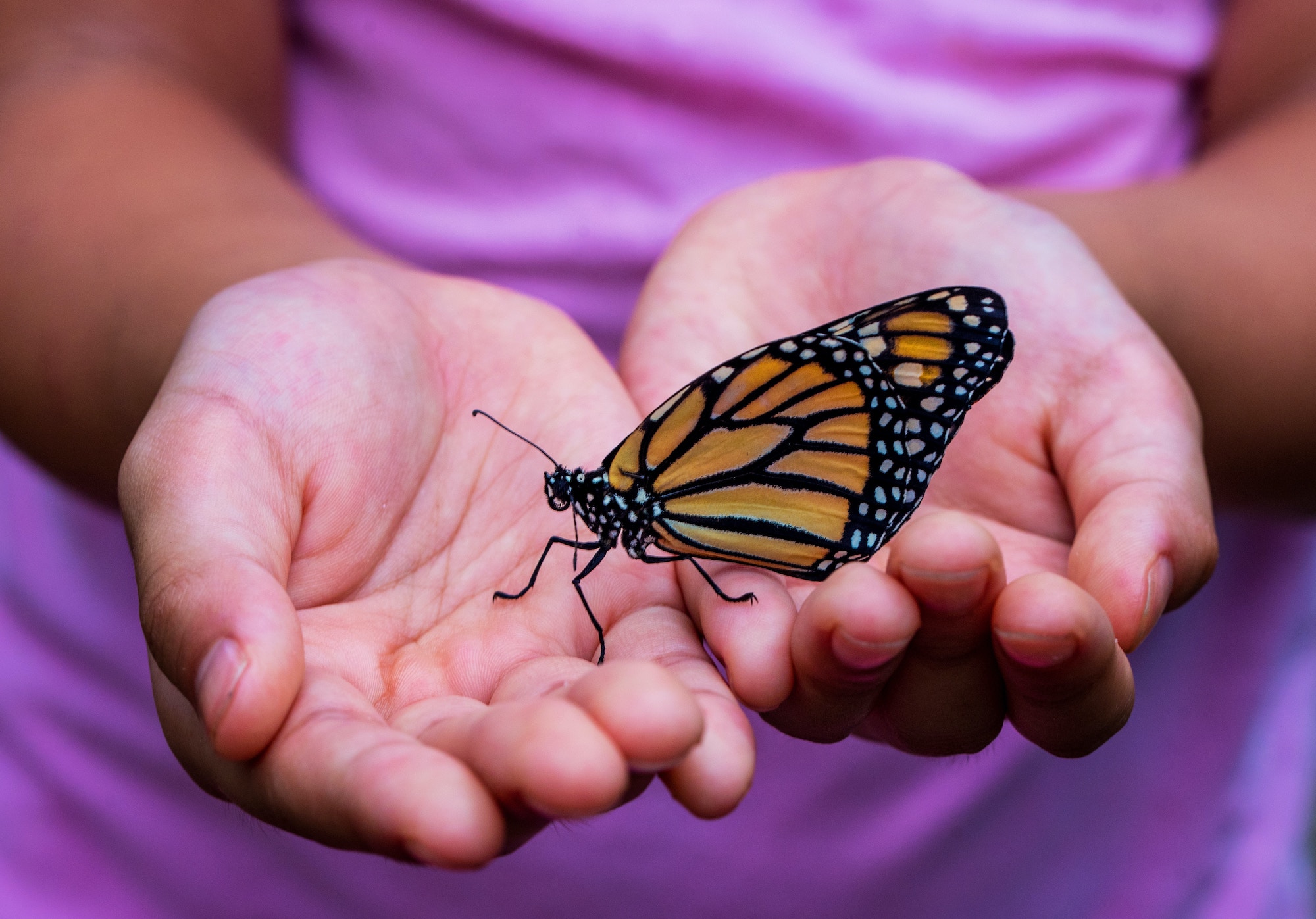 Butterfly on the hands of a person